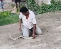 Snake charmer dies after king cobra bite