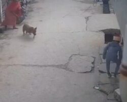 6-year-old boy attacked by pitbull