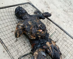 Aftermath of car bombing in Afrin, Syria