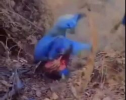 Cartel members execute captive with dull machete