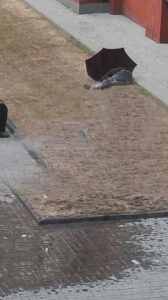 Crazy Russian jumps from 8th floor