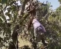 Man who climbed tree was fatally electrocuted