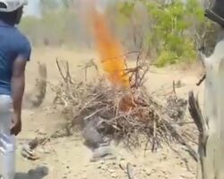 Nigerian street justice for pedophile