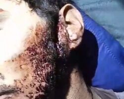 Survivor of jaguar attack