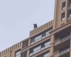 Woman ends it all by jumping from tall building