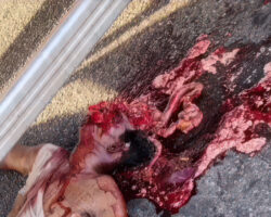 Brazilian motorcyclist crushed by truck