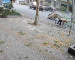 Cyclist killed by falling tree