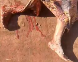 Heavy truck completely crushed her leg