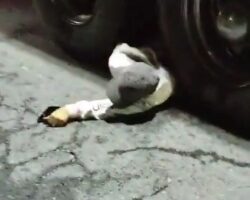 Motorcyclist trapped under truck wheels