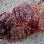 Severed head of old woman found dumped in plastic bag