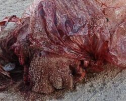 Severed head of old woman found dumped in plastic bag