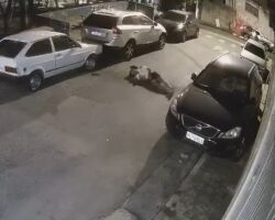 Shot dead by police during chase