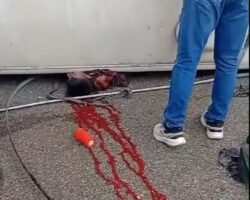 Terrible aftermath of bus accident in San Cristóbal, Mexico