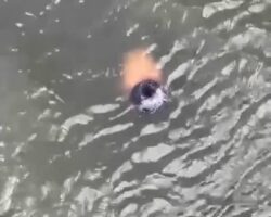 Thief rather jumps into river than surrender, drowns