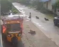 7-year-old girl attacked by stray dogs