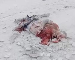 Aftermath of multi-truck accident