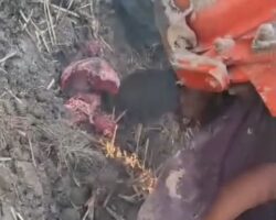 Caught and crushed by tractor plow