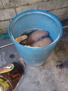 Rosedanie Berthina Benêche