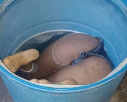 Haitian woman found drowned in water barrel