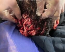 Participant in Iranian protests murdered with machete