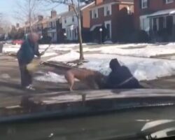 Pit bull attacks mail carrier in Detroit