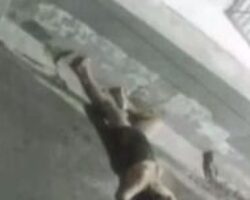 Trans woman thrown out of high-rise building window