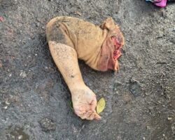 Dismembered body of woman found at garbage dump