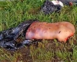 Dismembered male body found in plastic bags dumped by road