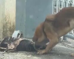 Dog in Myanmar chewing on dead body