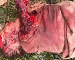 Elderly woman mauled to death by dogs