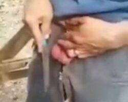Goaded into cutting off his own testicles
