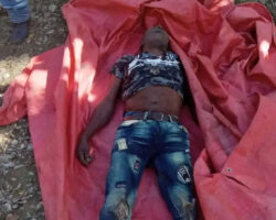 Guy killed by swarm of bees