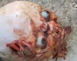 Haitian gangsters peeled skin off his skull