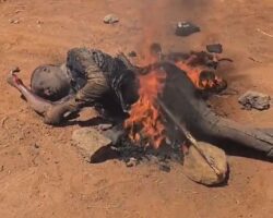 Lynched and burned alive by entire village