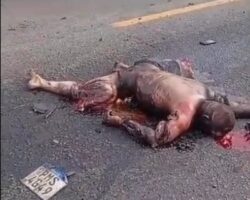 Motorcyclist died in head-on collision with bus