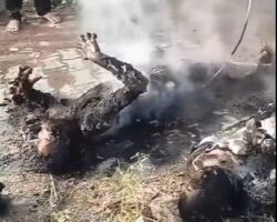 Two men fried by fallen electrical wire