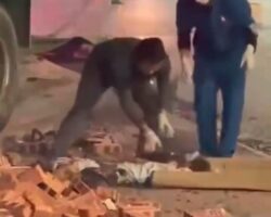 Two motorcyclists fell directly under truck after colliding with car