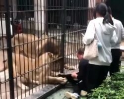 10-year-old Chinese girl attacked by lion