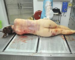 Autopsy of stabbed Chinese woman #4