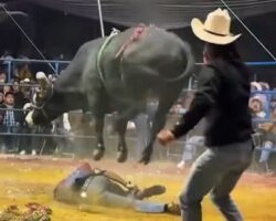 Bull rider killed during performance