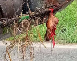 Collision with combine harvester tore off motorcyclist’s face