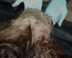 Decayed remains of Ukrainian soldier found in river