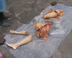 Discovery of dismembered female body