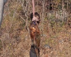 Hanging victim found on hill near village