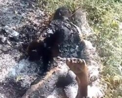 Motorcyclist burned to ashes after crashing into tree