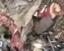 Soldier shows brutal reality of the war in Ukraine