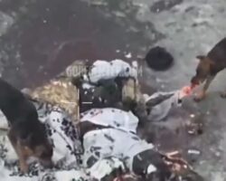 Stray dogs feeding on corpse of Russian soldier