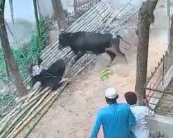 Young woman killed by freely roaming bull