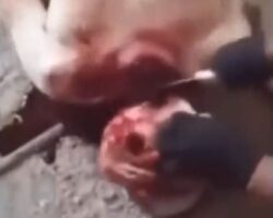 CJNG members butchering their already dead rival