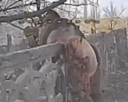 Corpse of Russian soldier hangs on fence